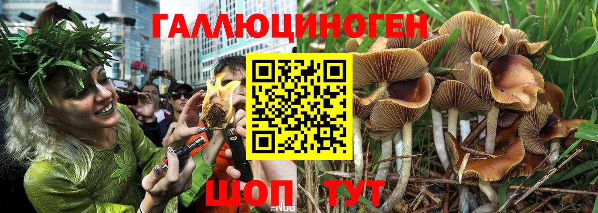Галлюциногенные грибы Psilocybe Иваново